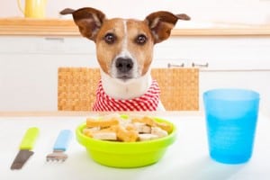 Dog sitting at table about to eat dog food from a bowl