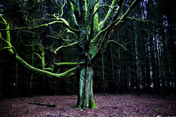 moss covered tree