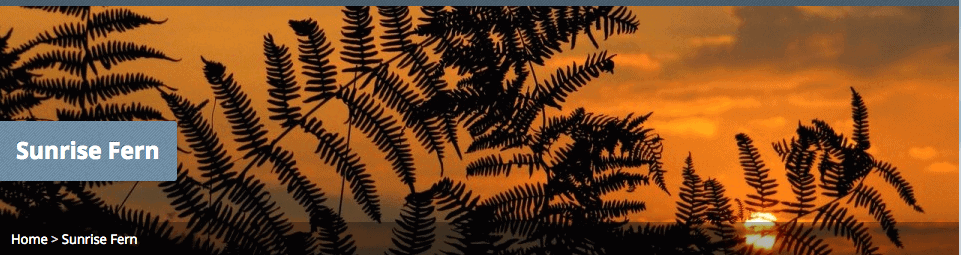 Sunrise fern as featured image