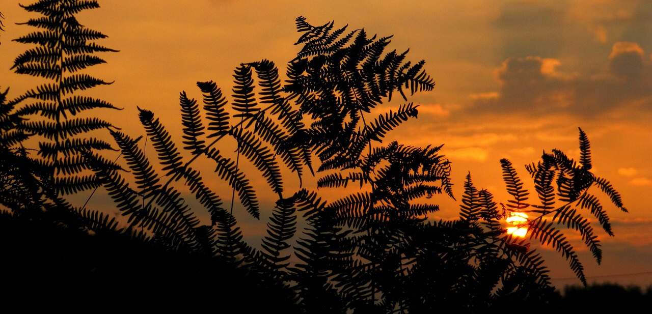 Sunrise with ferns silhouetted