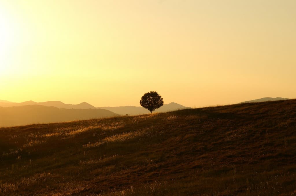 Tree on a hill at sunset