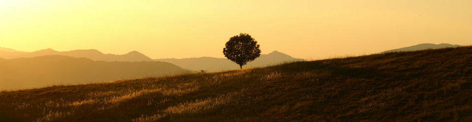 Tree on a hill at sunset, cropped
