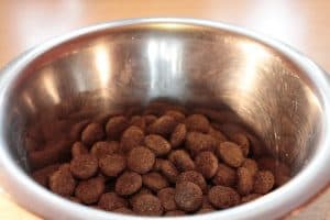 Bowl with dried dog food