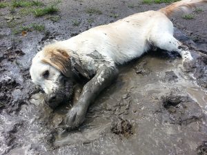 Golden retriever lying in the mud
