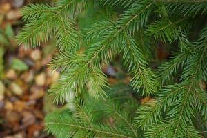 Evergreen fir tree