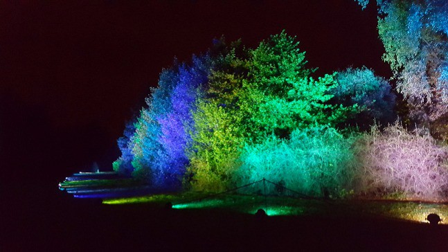 trees lit up in the night multicoloured