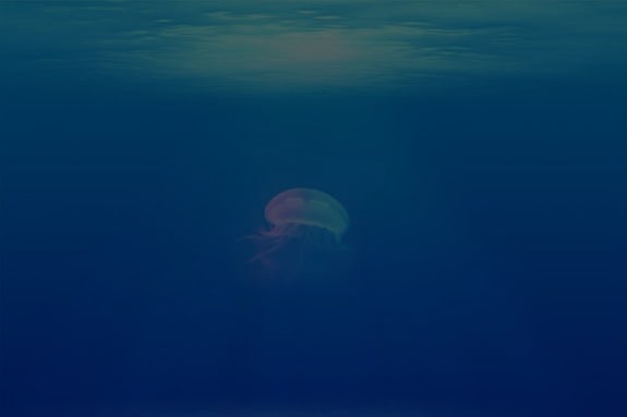 ocean with jellyfish