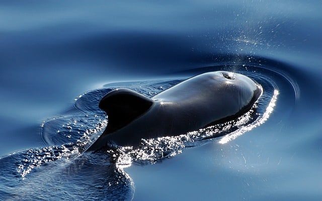 Pilot whale squirting water in the ocean