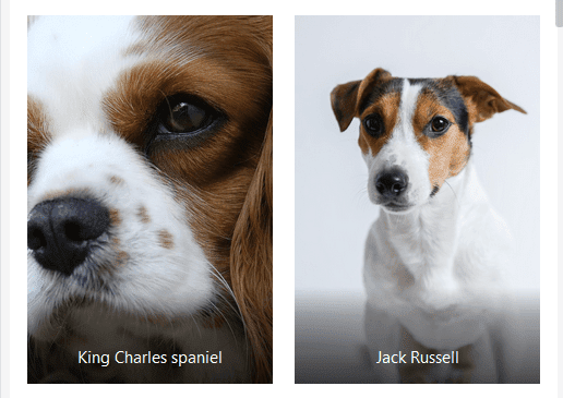 2 column layout with a cropped image of a spaniel next to a Jack Russell
