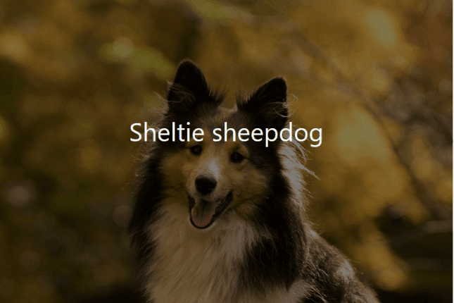 Cover image of a Sheltie sheepdog