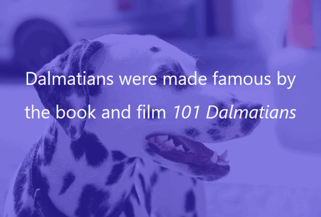 Cover image of a dalmatian with 60% opacity and purple colour