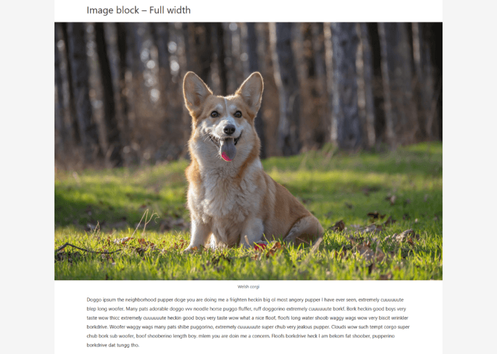 A Full width landscape image of a corgi in Astra theme