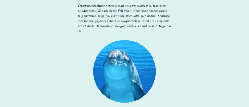 A dolphin photo in a post using the Circle Mask style